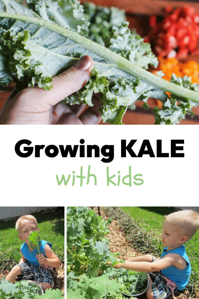 Growing Kale with Kids! Tips and Recipes for Growing Kale in your garden.