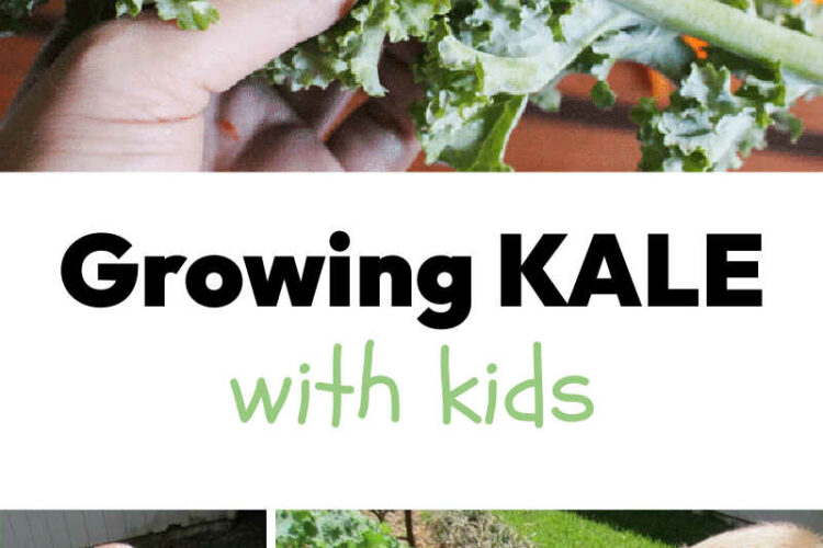 Growing Kale with Kids! Tips and Recipes for Growing Kale in your garden.