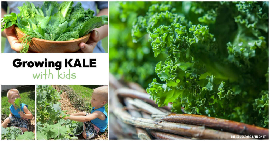 Tips for growing Kale with kids in your garden