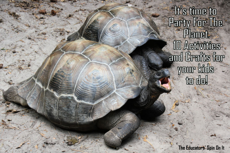 Tortoise at zoo