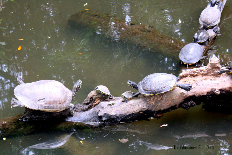 Turtles in pond at zoo with baby turtles