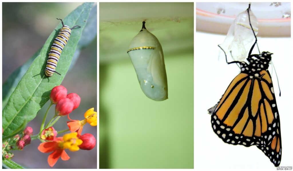 Life Cycle of Monarch Butterfly. A fun science lesson for kids
