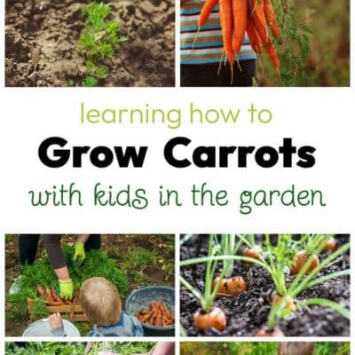 Tips and Tricks for Growing Carrots with Kids