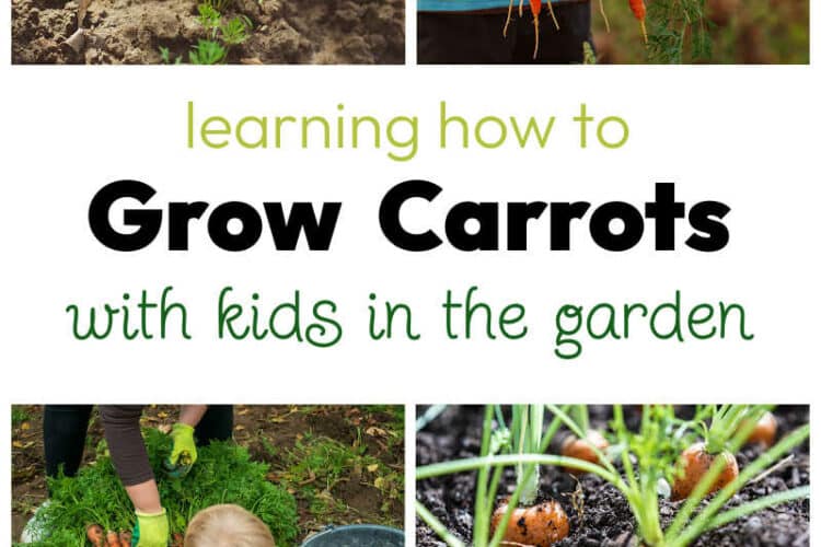Learning How to Grow Carrots with Kids in the Garden