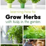 Learn how to grow herbs in the garden with kids