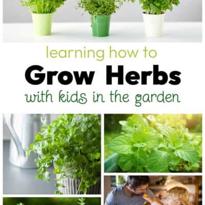 The Best Herbs to Grow with Children