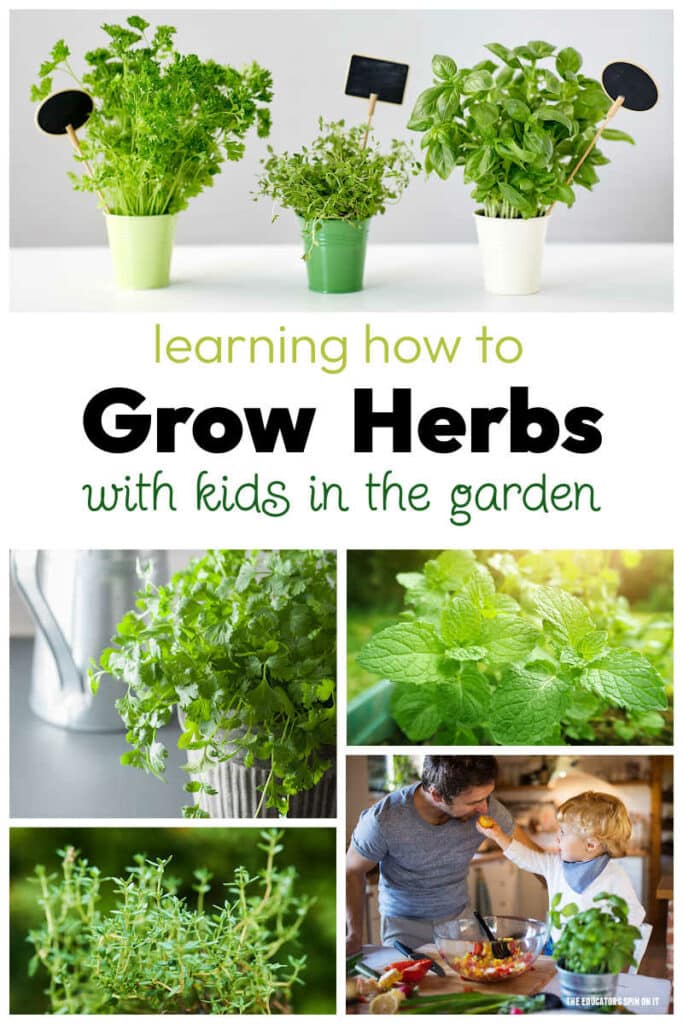 Learn how to grow herbs in the garden with kids