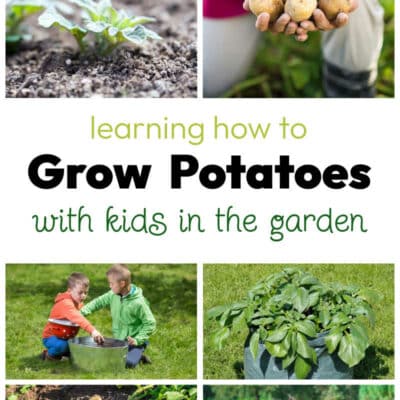 Growing potatoes with Kids: a Backyard Gardening Activity