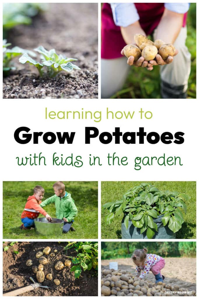 Learning How to Grow Potatoes in Garden with Kids