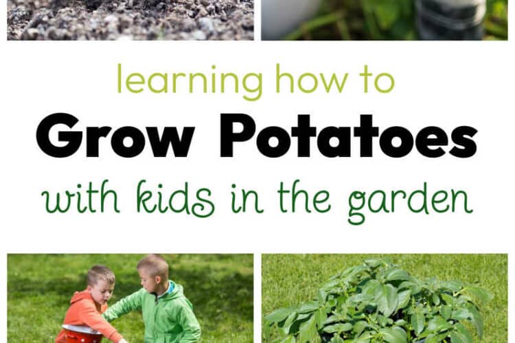 Learning How to Grow Potatoes in Garden with Kids