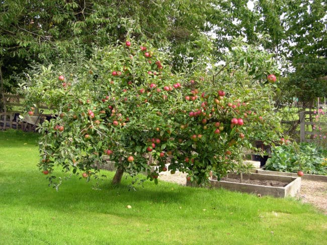 Apple tree in garden with red apples growing