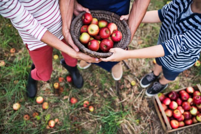 Family picking apples in basket