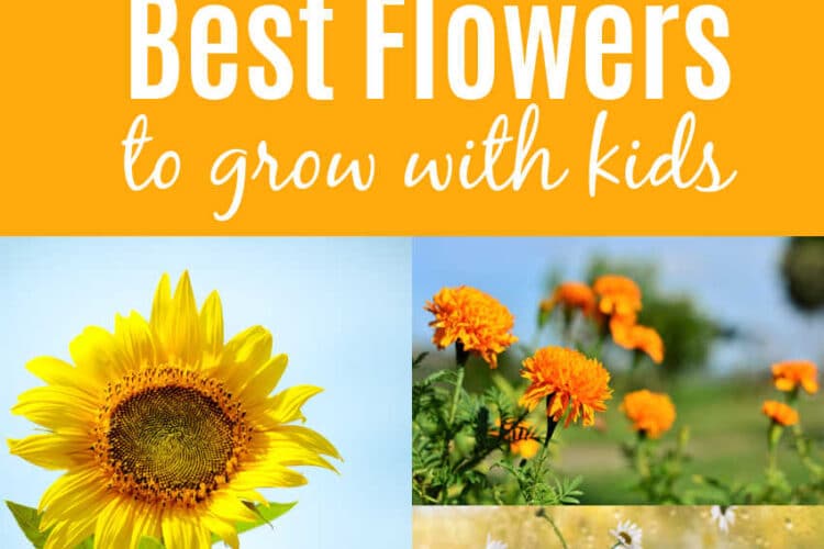 best-flowers-to-grow-with-kids - The Educators' Spin On It 10 Best Flowers to Grow with Kids in Your Garden