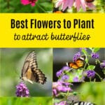 Best Flowers to Plant to Attract Butterflies to your Garden