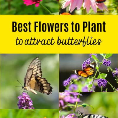 How to Start a Butterfly Garden for Kids (Beginner-Friendly Guide)
