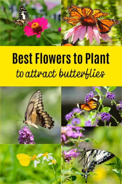 flowers-to-attract-butterflies - The Educators' Spin On It Best Flowers to Plant to Attract Butterflies to your Garden