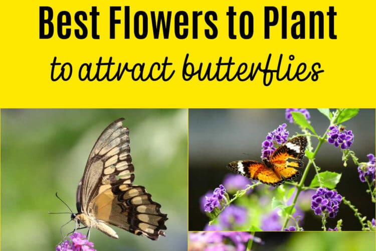 flowers-to-attract-butterflies - The Educators' Spin On It Best Flowers to Plant to Attract Butterflies to your Garden