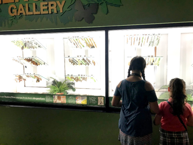 Butterfly Gallery at Butterfly Wonderland