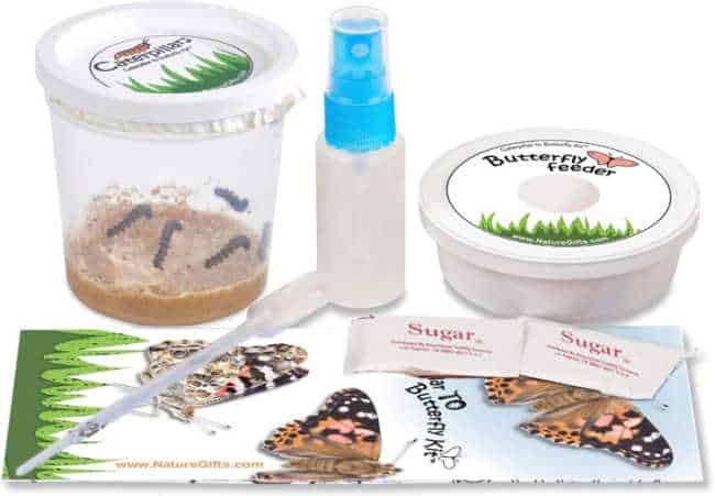 butterfly Kit