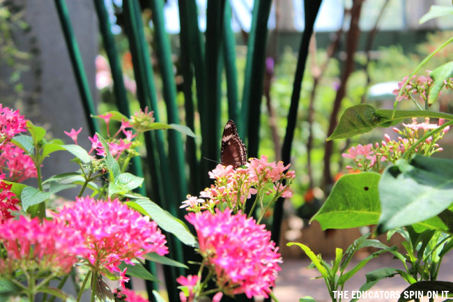 Butterfly on Pink Flowers