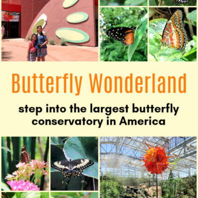 Butterfly Wonderland in Scottsdale: Step Into the Largest Butterfly Conservatory in America