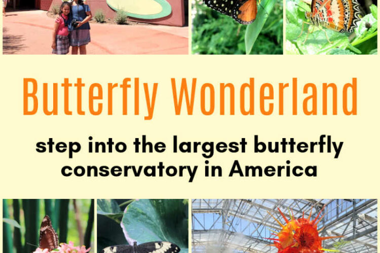 Butterfly Wonderland - step into the largest butterfly conservatory in America