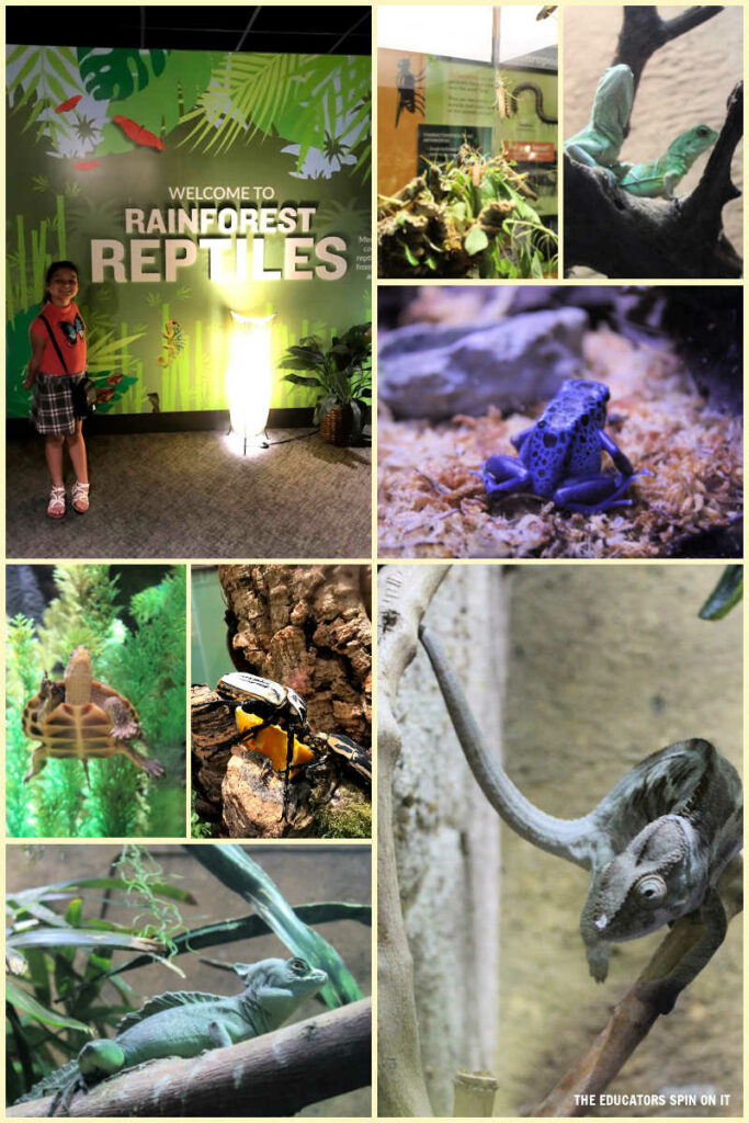 Butterfly Wonderland Rainforest Reptiles