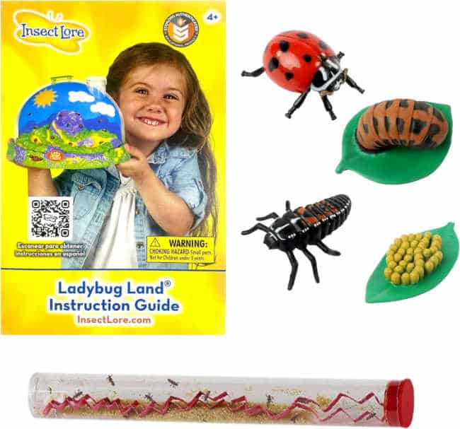 Ladybug Kit with LIfe Cycle Toys