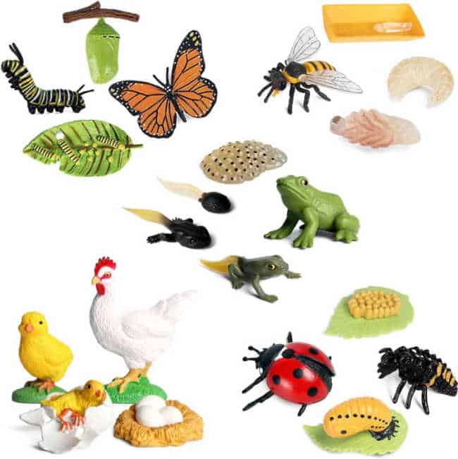 Life Cycle Toys for Kids