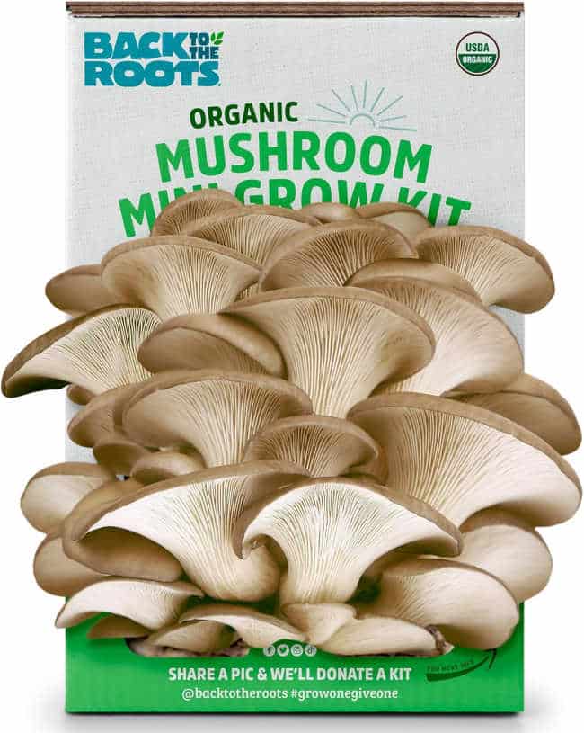 Mushroom Grow Kit