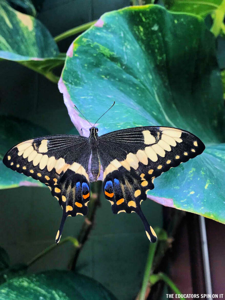 Swallowtail Butterfly at Butterfly Wonderland