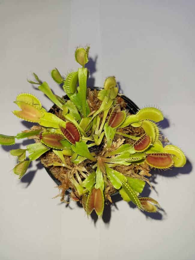 Venus Fly Trap Plant