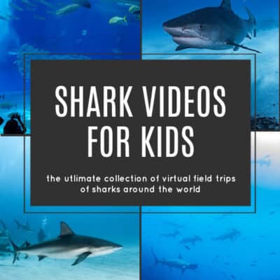 Shark Virtual Field Trips for Kids