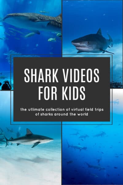 Shark Videos for Kids - The ultimate shark virtual field tip for kids