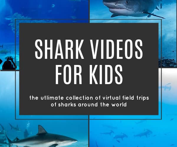 Shark Videos for Kids - The ultimate shark virtual field tip for kids