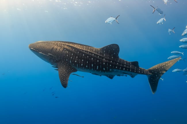 Whale Shark in Ocean 