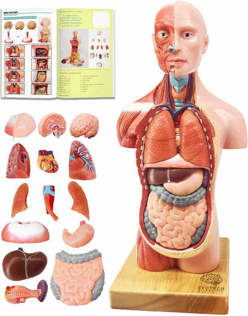 human-body-model-anatomy-15-piece 1 - The Educators' Spin On It