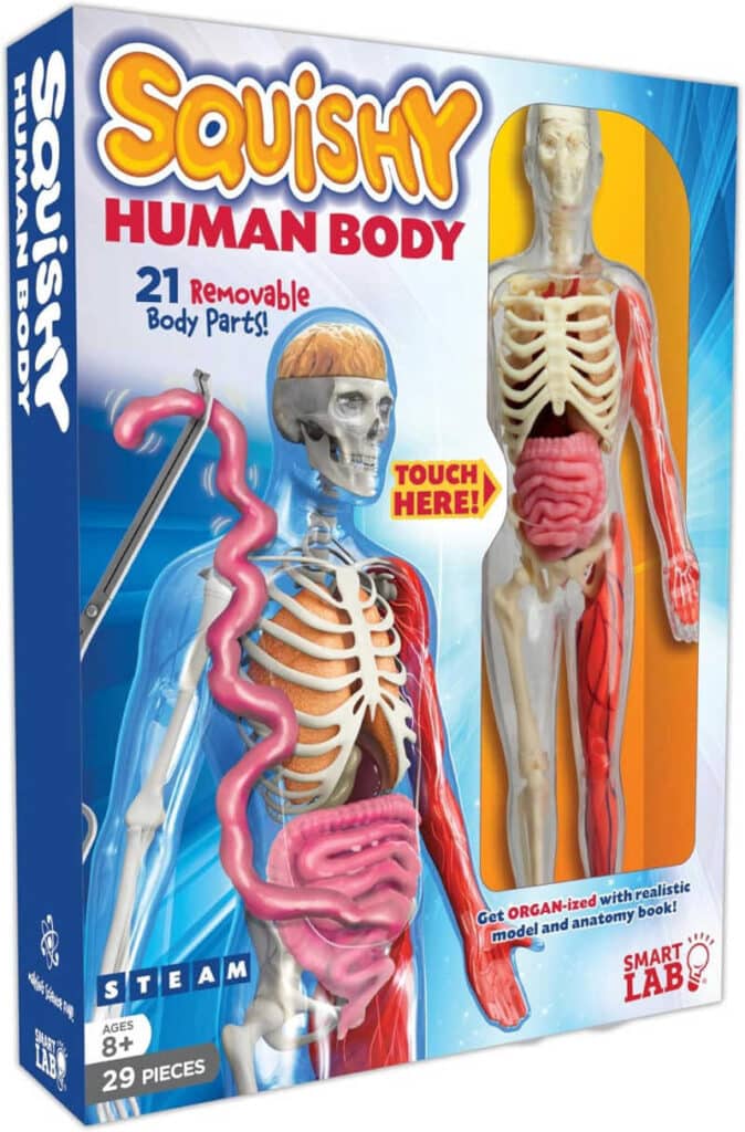 smartlab-squish-human-body 1 - The Educators' Spin On It